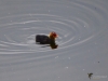 Filename=040_fotowilga~28.JPG
Filesize=210KB
Dimensions=700x525
Date added=Nov 20, 2018 040_fotowilga~28.JPG