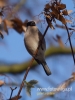 Filename=040_fotowilga~31.JPG
Filesize=56KB
Dimensions=360x480
Date added=Dec 10, 2016 040_fotowilga~31.JPG