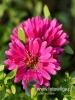 Filename=040_fotowilga~36.JPG
Filesize=86KB
Dimensions=360x480
Date added=Feb 18, 2017 040_fotowilga~36.JPG