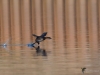 Filename=040_fotowilga~38.JPG
Filesize=247KB
Dimensions=700x525
Date added=Feb 10, 2019 040_fotowilga~38.JPG