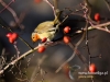 Filename=040_fotowilga~40.JPG
Filesize=89KB
Dimensions=640x480
Date added=Mar 10, 2017 040_fotowilga~40.JPG