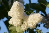 Filename=040_fotowilga~57.JPG
Filesize=215KB
Dimensions=700x479
Date added=Jan 04, 2019 040_fotowilga~57.JPG