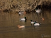 Filename=040_fotowilga~59.JPG
Filesize=307KB
Dimensions=700x525
Date added=Jan 27, 2019 040_fotowilga~59.JPG