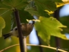 Filename=040_fotowilga~61.JPG
Filesize=245KB
Dimensions=700x525
Date added=Feb 11, 2019 040_fotowilga~61.JPG