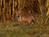 Filename=040_fotowilga~65.JPG
Filesize=366KB
Dimensions=700x525
Date added=Apr 10, 2019 040_fotowilga~65.JPG