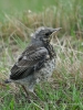 Filename=0411_fotowilga~30.JPG
Filesize=332KB
Dimensions=525x700
Date added=Jul 14, 2019 0411_fotowilga~30.JPG