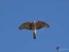 Filename=0416_fotowilga~31.JPG
Filesize=217KB
Dimensions=700x525
Date added=Nov 26, 2019 0416_fotowilga~31.JPG