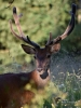 Filename=0417_fotowilga~17.JPG
Filesize=266KB
Dimensions=525x700
Date added=Sep 04, 2018 0417_fotowilga~17.JPG