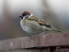 Filename=0417_fotowilga~27.JPG
Filesize=206KB
Dimensions=700x525
Date added=Nov 29, 2017 0417_fotowilga~27.JPG