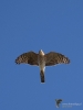 Filename=0418_fotowilga~30.JPG
Filesize=216KB
Dimensions=525x700
Date added=Nov 26, 2019 0418_fotowilga~30.JPG