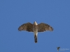 Filename=0419_fotowilga~29.JPG
Filesize=214KB
Dimensions=700x525
Date added=Nov 26, 2019 0419_fotowilga~29.JPG