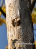 Filename=041_fotowilga~16.JPG
Filesize=89KB
Dimensions=357x480
Date added=Jan 07, 2016 041_fotowilga~16.JPG