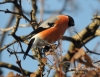 Filename=041_fotowilga~18.JPG
Filesize=110KB
Dimensions=617x480
Date added=Mar 19, 2016 041_fotowilga~18.JPG