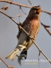 Filename=041_fotowilga~20.JPG
Filesize=71KB
Dimensions=360x480
Date added=Apr 17, 2016 041_fotowilga~20.JPG