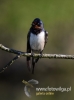 Filename=041_fotowilga~21.JPG
Filesize=43KB
Dimensions=357x480
Date added=May 11, 2016 041_fotowilga~21.JPG
