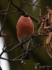 Filename=041_fotowilga~35.JPG
Filesize=254KB
Dimensions=525x700
Date added=Feb 18, 2018 041_fotowilga~35.JPG