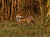 Filename=041_fotowilga~40.JPG
Filesize=361KB
Dimensions=700x525
Date added=Jan 13, 2019 041_fotowilga~40.JPG