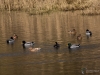 Filename=041_fotowilga~41.JPG
Filesize=298KB
Dimensions=700x525
Date added=Jan 28, 2019 041_fotowilga~41.JPG