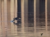 Filename=041_fotowilga~43.JPG
Filesize=278KB
Dimensions=700x525
Date added=Feb 09, 2019 041_fotowilga~43.JPG