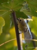 Filename=041_fotowilga~44.JPG
Filesize=257KB
Dimensions=525x700
Date added=Feb 14, 2019 041_fotowilga~44.JPG