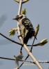 Filename=0421_fotowilga~22.JPG
Filesize=68KB
Dimensions=343x480
Date added=Mar 02, 2016 0421_fotowilga~22.JPG