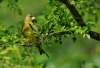 Filename=0423_fotowilga~22.JPG
Filesize=249KB
Dimensions=700x479
Date added=Jun 08, 2017 0423_fotowilga~22.JPG