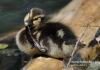 Filename=0427_fotowilga~3.JPG
Filesize=101KB
Dimensions=640x452
Date added=Mar 11, 2015 0427_fotowilga~3.JPG
