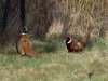 Filename=0429_fotowilga.JPG
Filesize=340KB
Dimensions=700x525
Date added=Jul 01, 2019 0429_fotowilga.JPG