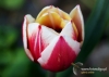 Filename=042_fotowilga~10.JPG
Filesize=96KB
Dimensions=720x514
Date added=May 09, 2014 042_fotowilga~10.JPG