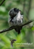 Filename=042_fotowilga~25.JPG
Filesize=69KB
Dimensions=343x480
Date added=May 28, 2016 042_fotowilga~25.JPG