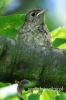 Filename=042_fotowilga~31.JPG
Filesize=76KB
Dimensions=320x480
Date added=Jan 12, 2017 042_fotowilga~31.JPG
