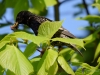 Filename=042_fotowilga~35.JPG
Filesize=257KB
Dimensions=700x525
Date added=May 28, 2017 042_fotowilga~35.JPG