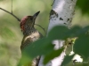 Filename=042_fotowilga~38.JPG
Filesize=237KB
Dimensions=700x525
Date added=Jun 12, 2017 042_fotowilga~38.JPG