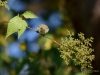 Filename=042_fotowilga~39.JPG
Filesize=247KB
Dimensions=700x525
Date added=Sep 08, 2017 042_fotowilga~39.JPG