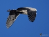 Filename=042_fotowilga~45.JPG
Filesize=195KB
Dimensions=700x525
Date added=Feb 09, 2018 042_fotowilga~45.JPG