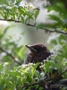 Filename=042_fotowilga~49.JPG
Filesize=286KB
Dimensions=525x700
Date added=Jun 09, 2018 042_fotowilga~49.JPG