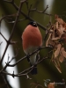 Filename=042_fotowilga~50.JPG
Filesize=250KB
Dimensions=525x700
Date added=Oct 10, 2018 042_fotowilga~50.JPG