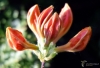 Filename=042_fotowilga~52.JPG
Filesize=211KB
Dimensions=700x479
Date added=Feb 03, 2019 042_fotowilga~52.JPG
