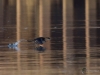 Filename=042_fotowilga~53.JPG
Filesize=260KB
Dimensions=700x525
Date added=Feb 10, 2019 042_fotowilga~53.JPG