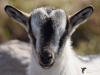 Filename=042_fotowilga~54.JPG
Filesize=254KB
Dimensions=700x525
Date added=Mar 05, 2019 042_fotowilga~54.JPG