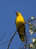Filename=042_fotowilga~58.JPG
Filesize=260KB
Dimensions=525x700
Date added=May 21, 2019 042_fotowilga~58.JPG
