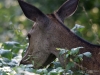 Filename=042_fotowilga~60.JPG
Filesize=319KB
Dimensions=700x525
Date added=Nov 01, 2019 042_fotowilga~60.JPG