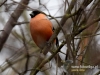 Filename=0436_fotowilga~15.JPG
Filesize=89KB
Dimensions=640x480
Date added=Mar 18, 2017 0436_fotowilga~15.JPG