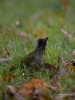 Filename=0436_fotowilga~20.JPG
Filesize=261KB
Dimensions=525x700
Date added=Jan 11, 2018 0436_fotowilga~20.JPG