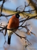 Filename=0438_fotowilga~24.JPG
Filesize=243KB
Dimensions=525x700
Date added=Dec 04, 2018 0438_fotowilga~24.JPG
