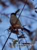 Filename=043_fotowilga~30.JPG
Filesize=56KB
Dimensions=360x480
Date added=Dec 06, 2016 043_fotowilga~30.JPG