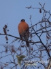 Filename=043_fotowilga~31.JPG
Filesize=59KB
Dimensions=360x480
Date added=Jan 01, 2017 043_fotowilga~31.JPG