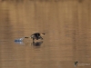 Filename=043_fotowilga~35.JPG
Filesize=235KB
Dimensions=700x525
Date added=Feb 10, 2019 043_fotowilga~35.JPG