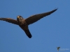 Filename=043_fotowilga~36.JPG
Filesize=203KB
Dimensions=700x525
Date added=May 03, 2017 043_fotowilga~36.JPG