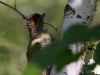 Filename=043_fotowilga~39.JPG
Filesize=245KB
Dimensions=700x525
Date added=Jun 02, 2017 043_fotowilga~39.JPG